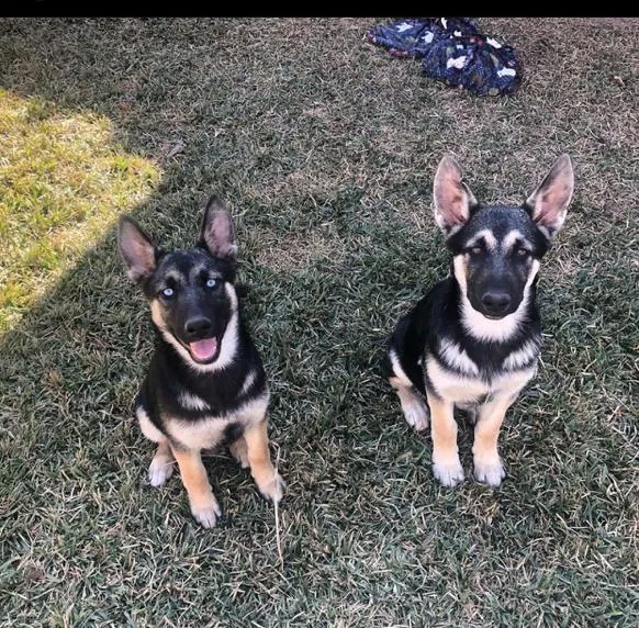 Lost dog in Houston, TX, 77084