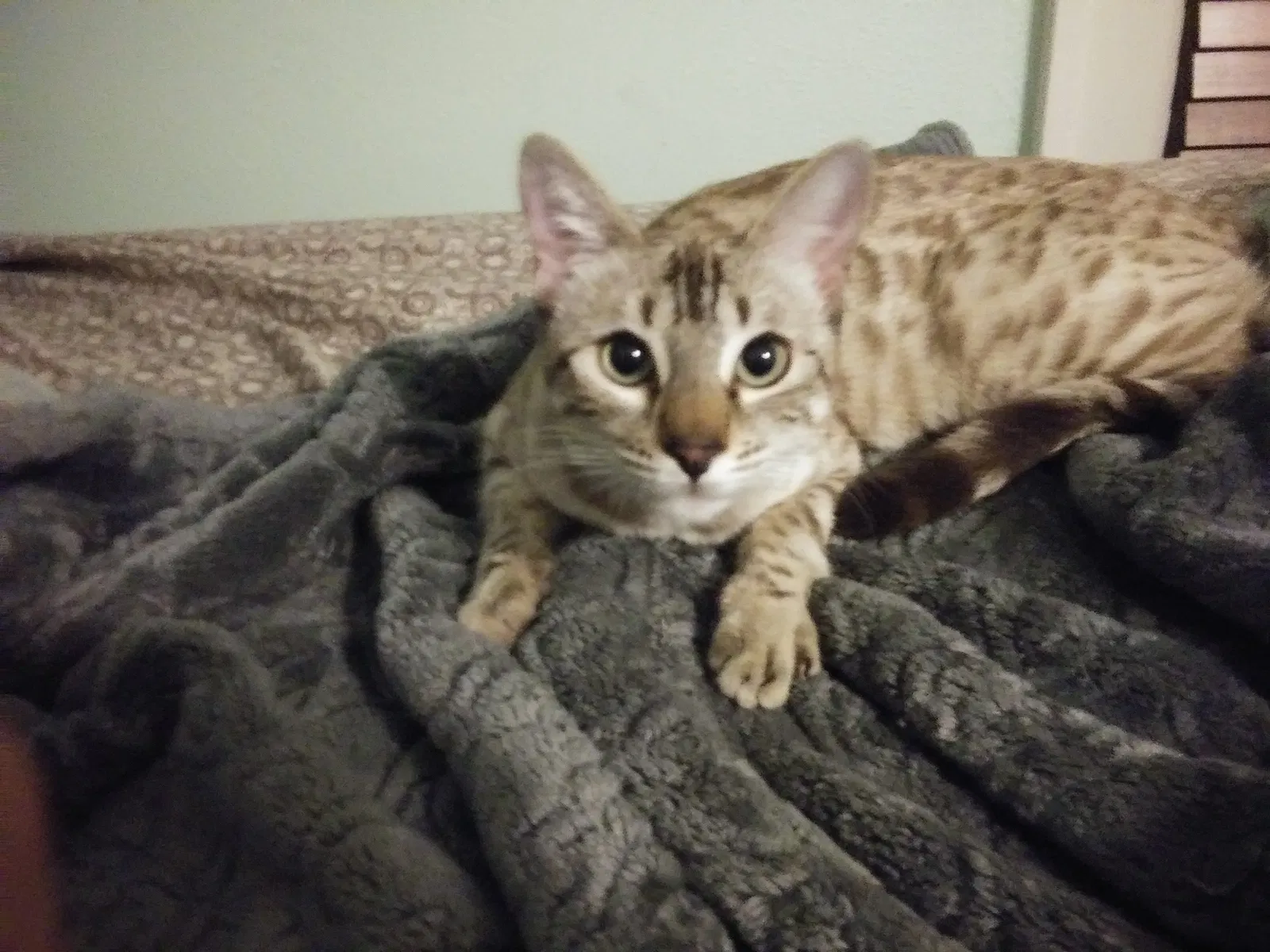 Lost cat in Grand Prairie, TX, 75050