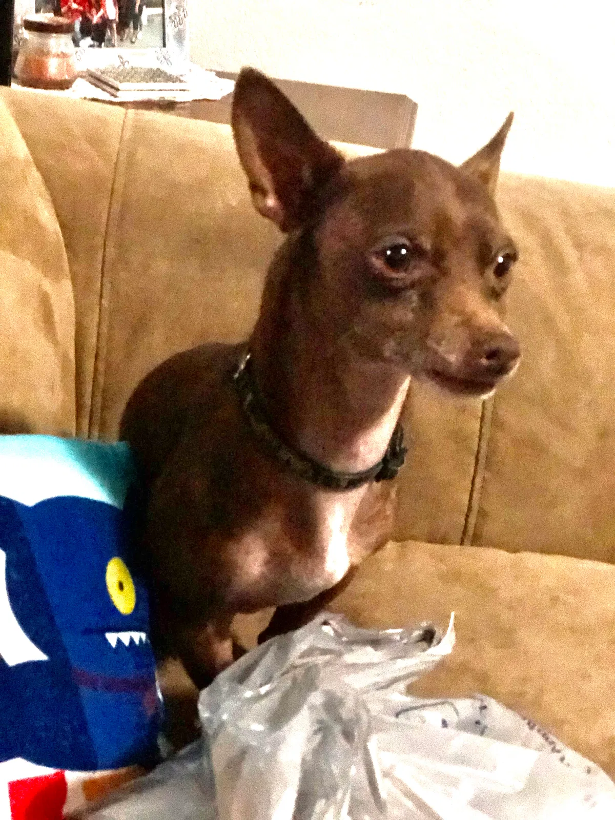 Lost dog in Albuquerque, NM, 87121