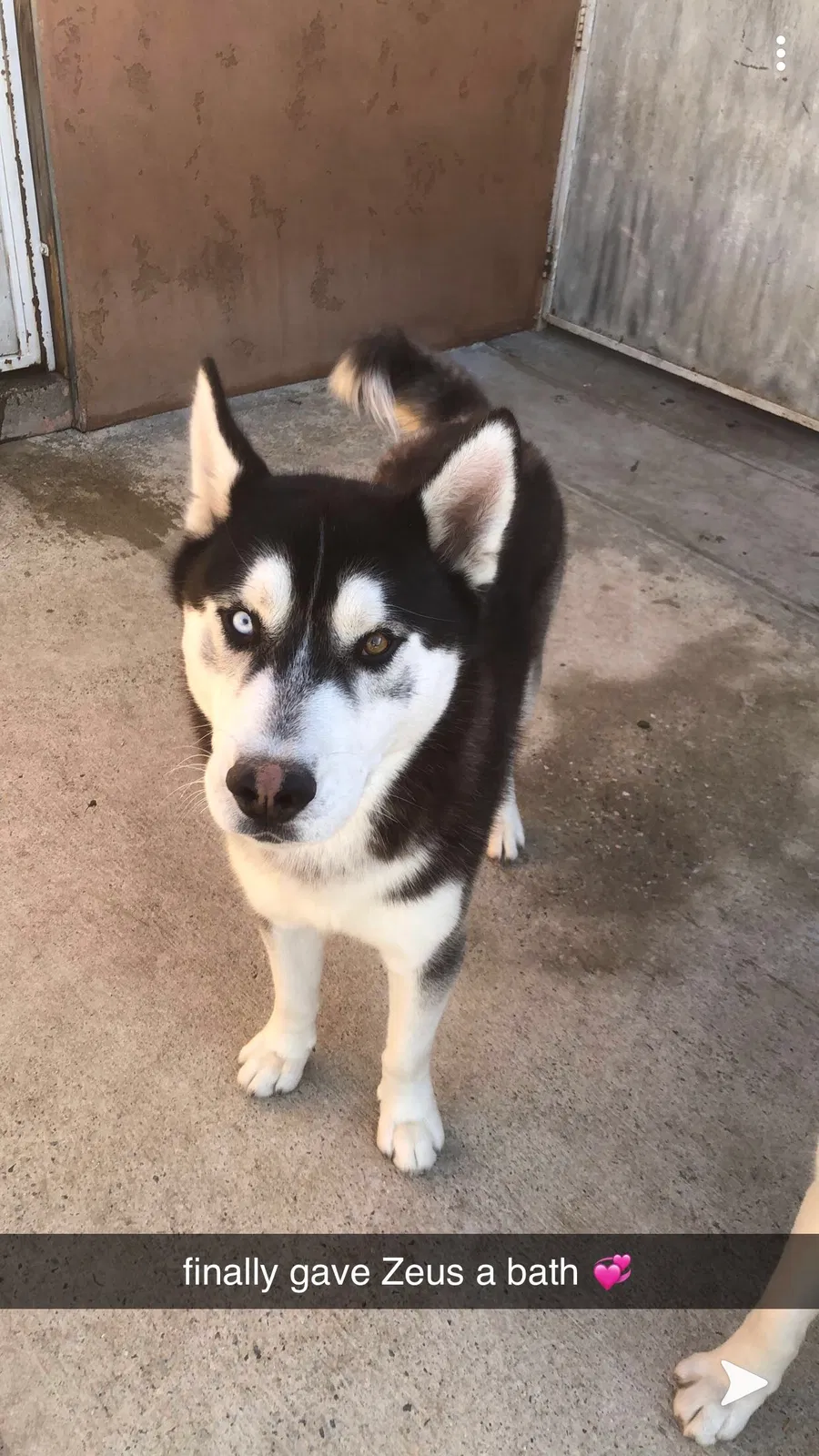 Lost dog in Fontana, CA, 92335