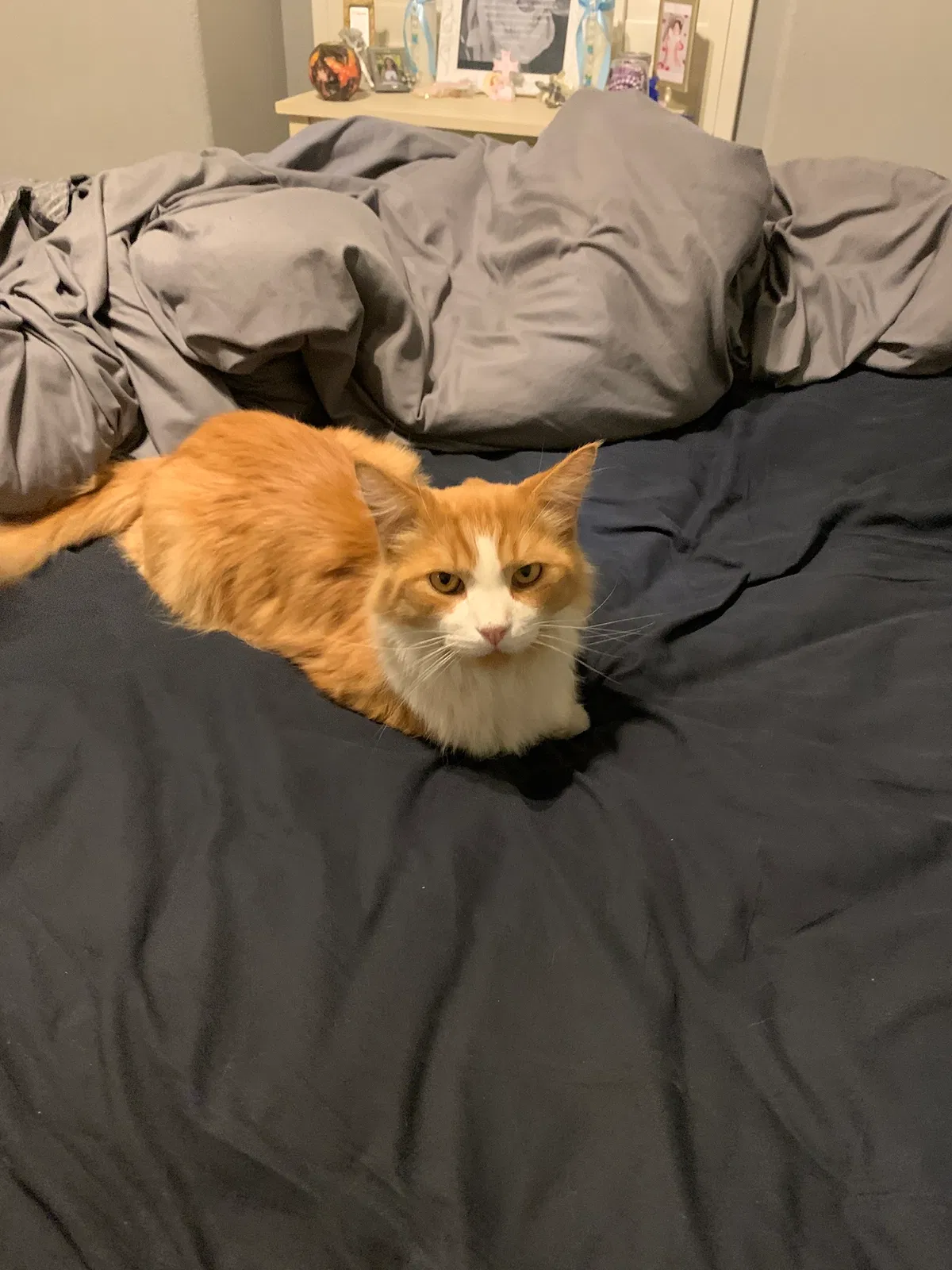 Lost cat in El Paso, TX, 79938