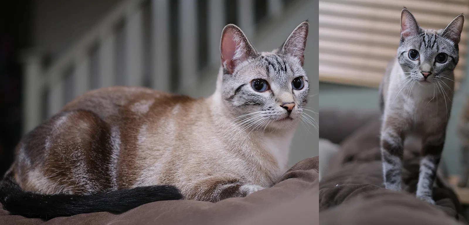 Lost cat in Riverside, CA, 92505