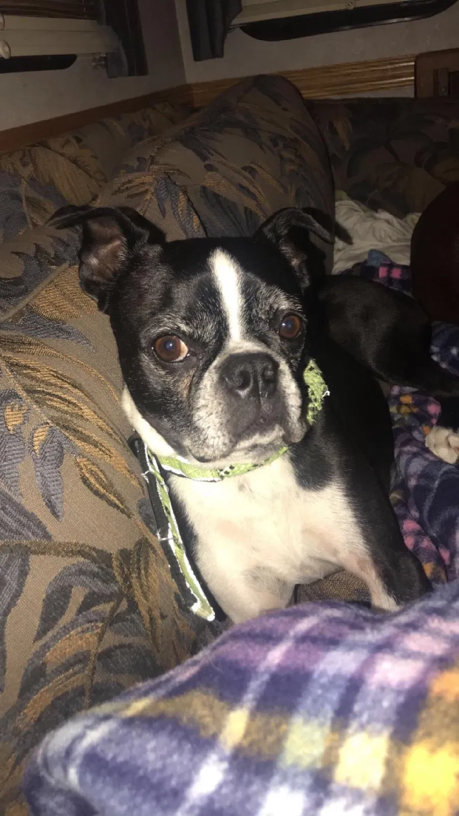 Found dog in Snyder, TX, 79549