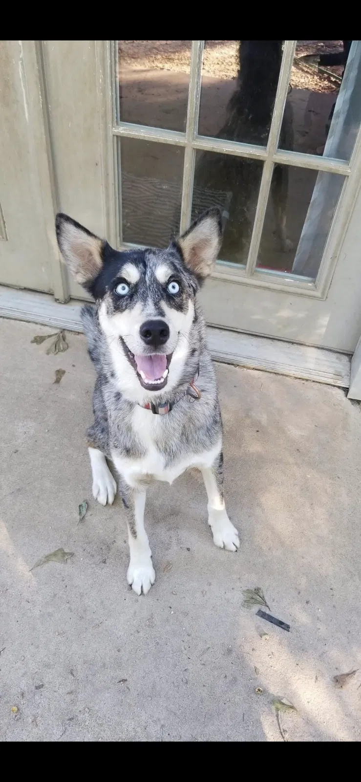 Lost dog in Paron, AR, 72122