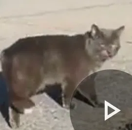 Lost cat in Atlanta, GA, 30344