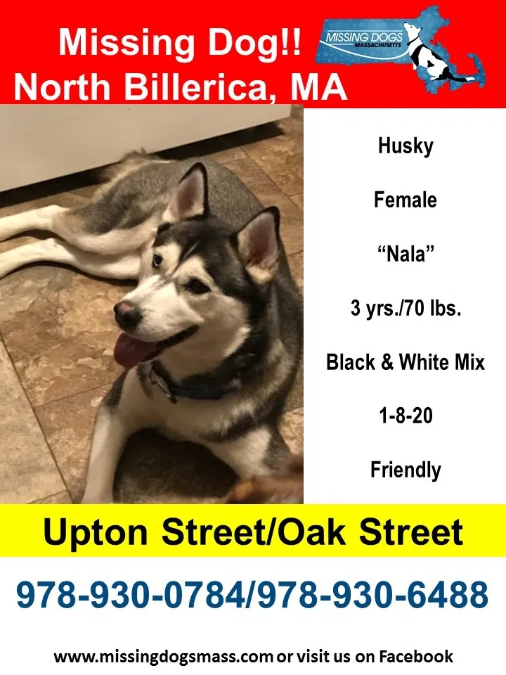 Lost dog in North Billerica, MA, 1862