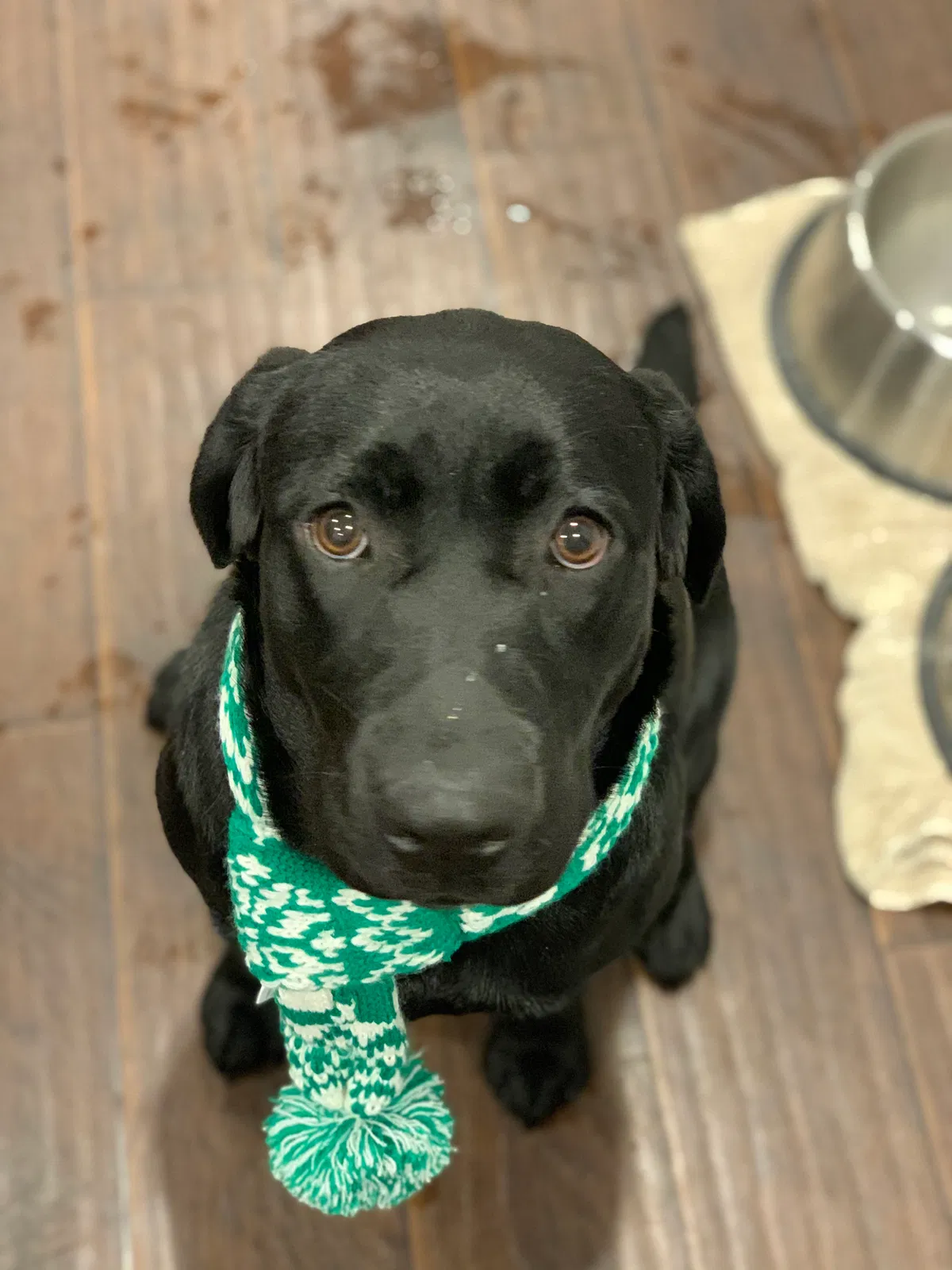 Lost dog in Colleyville, TX, 76034