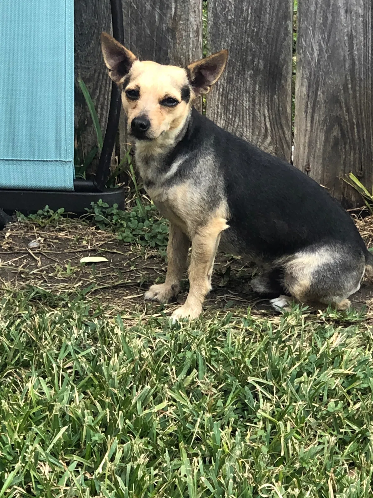 Lost dog in Houston, TX, 77036