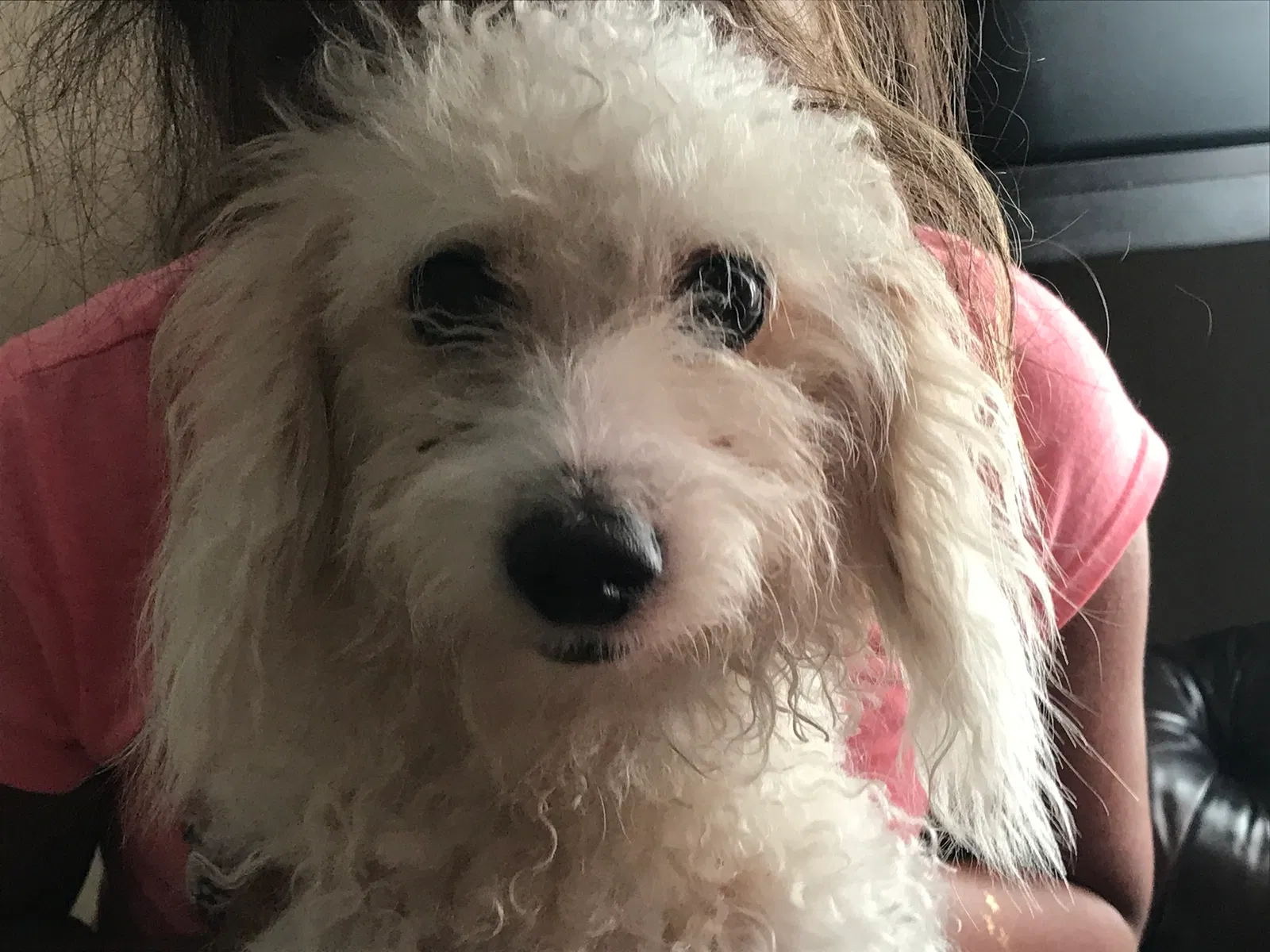 Lost dog in Katy, TX, 77449
