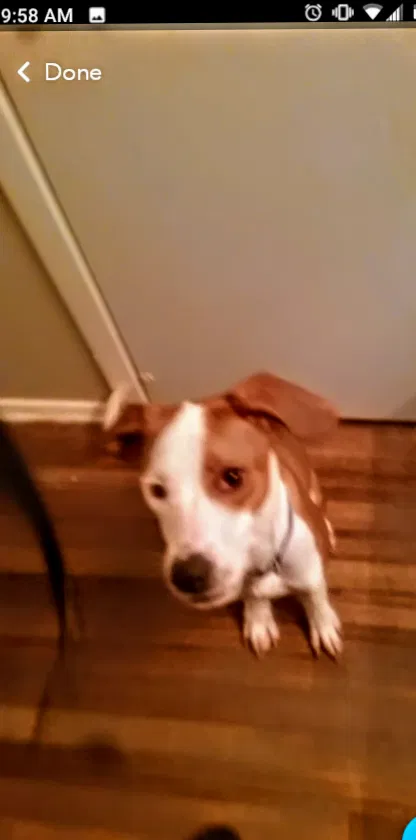 Lost dog in Kennedale, TX, 76060