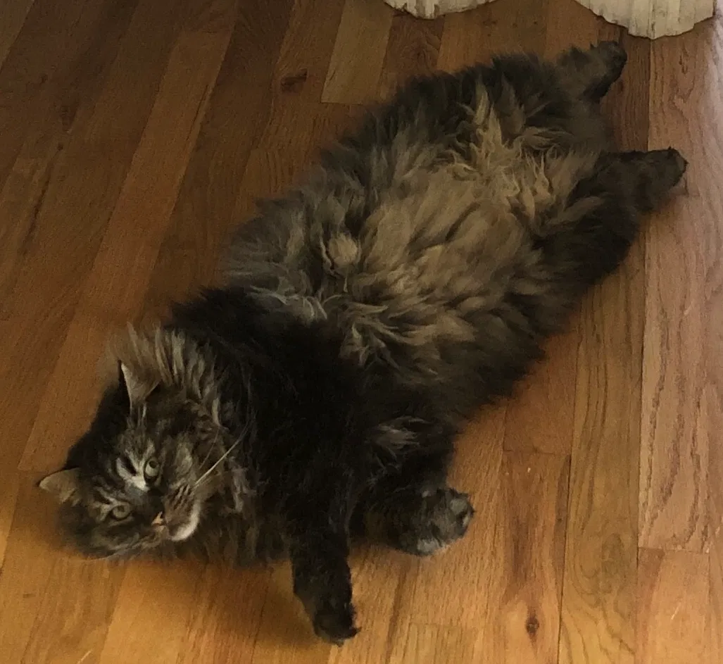 Lost cat in Denver, CO, 80210