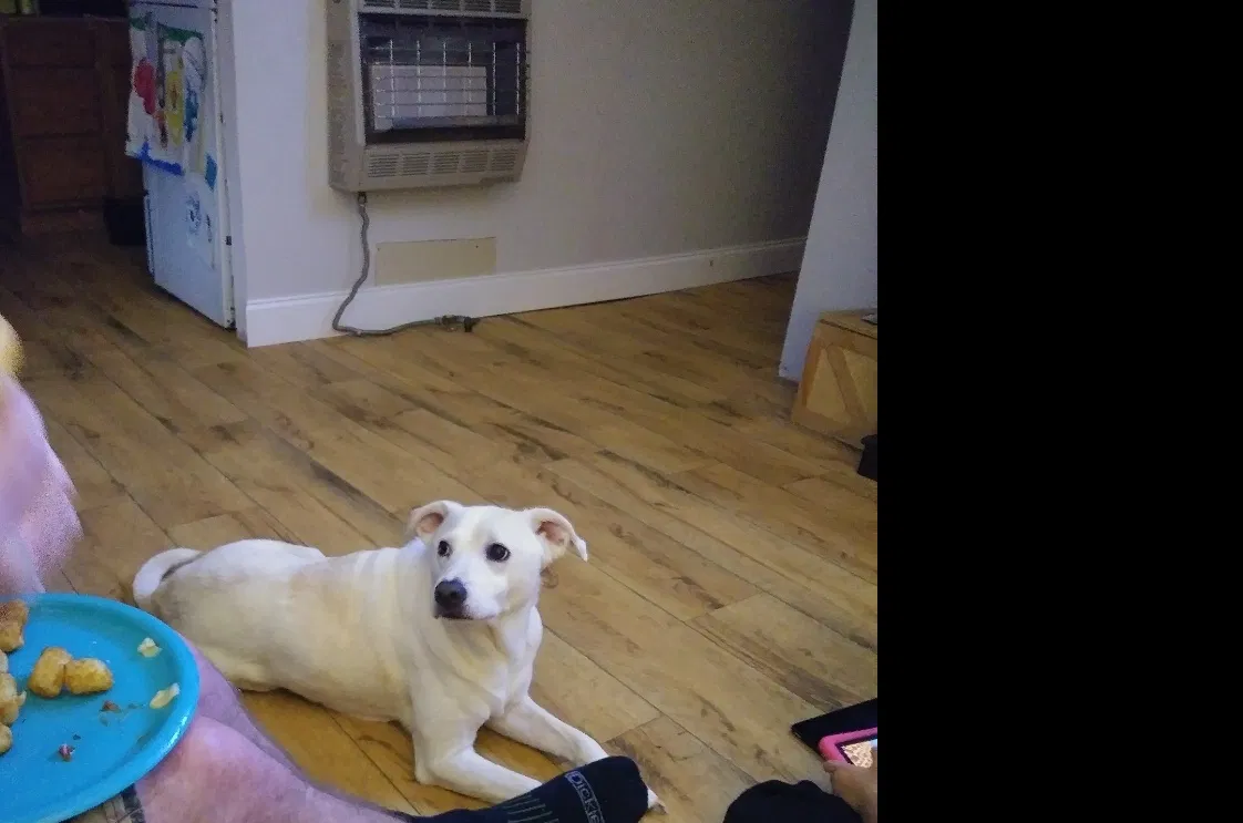Lost dog in Dallas, GA, 30157