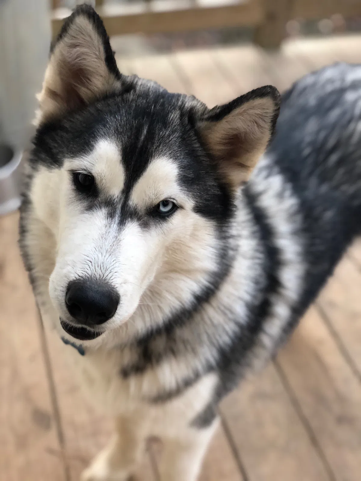 Lost dog in Sterrett, AL, 35147