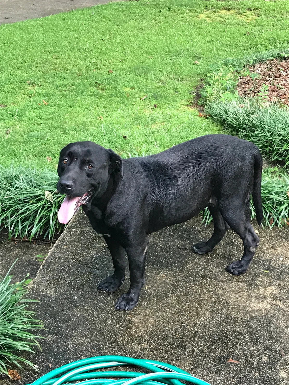 Lost dog in Leeds, AL, 35094