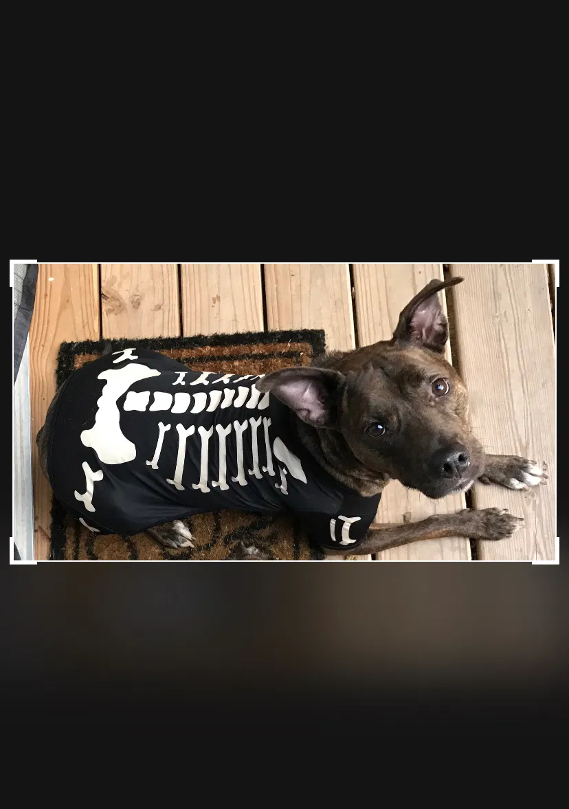 Lost dog in Knoxville, TN, 37914