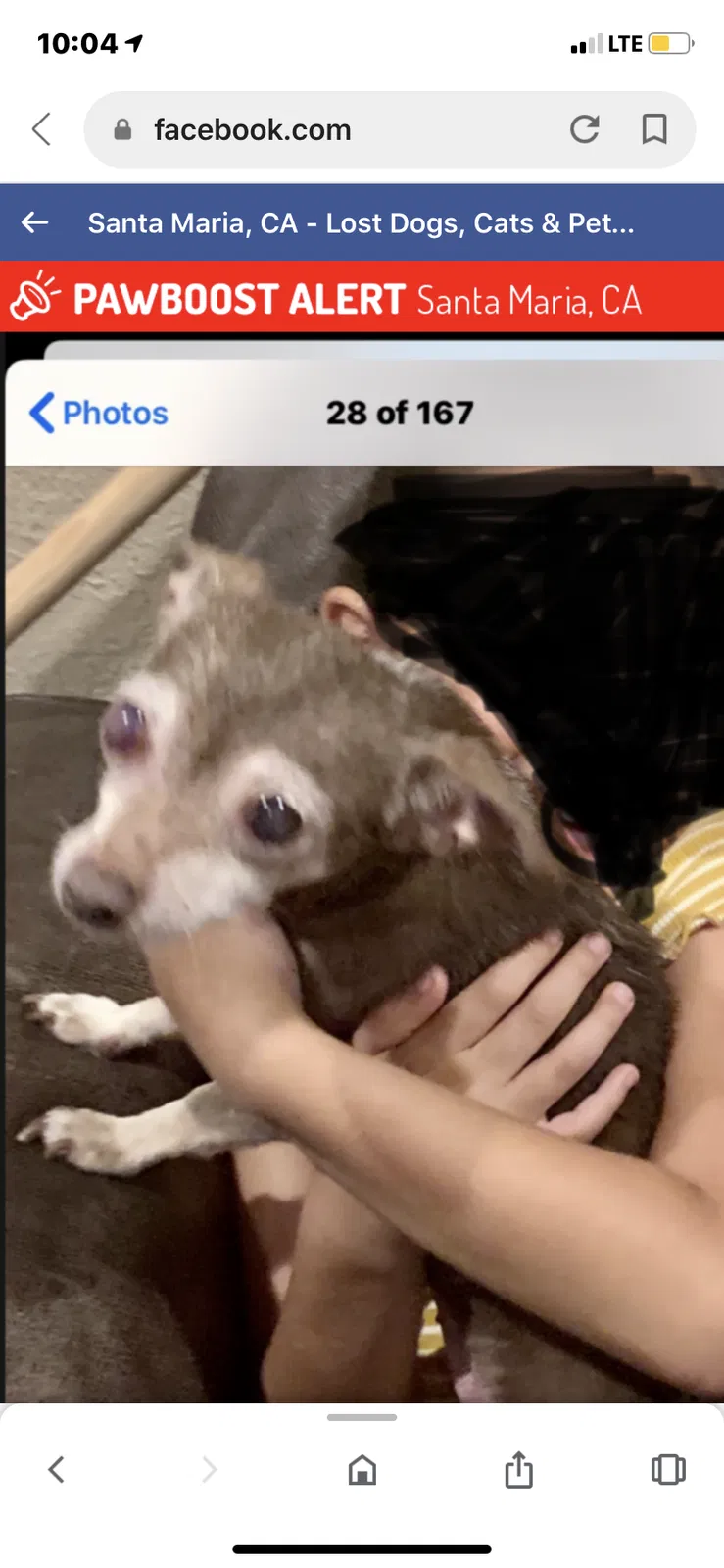 Lost dog in Santa Maria, CA, 93458