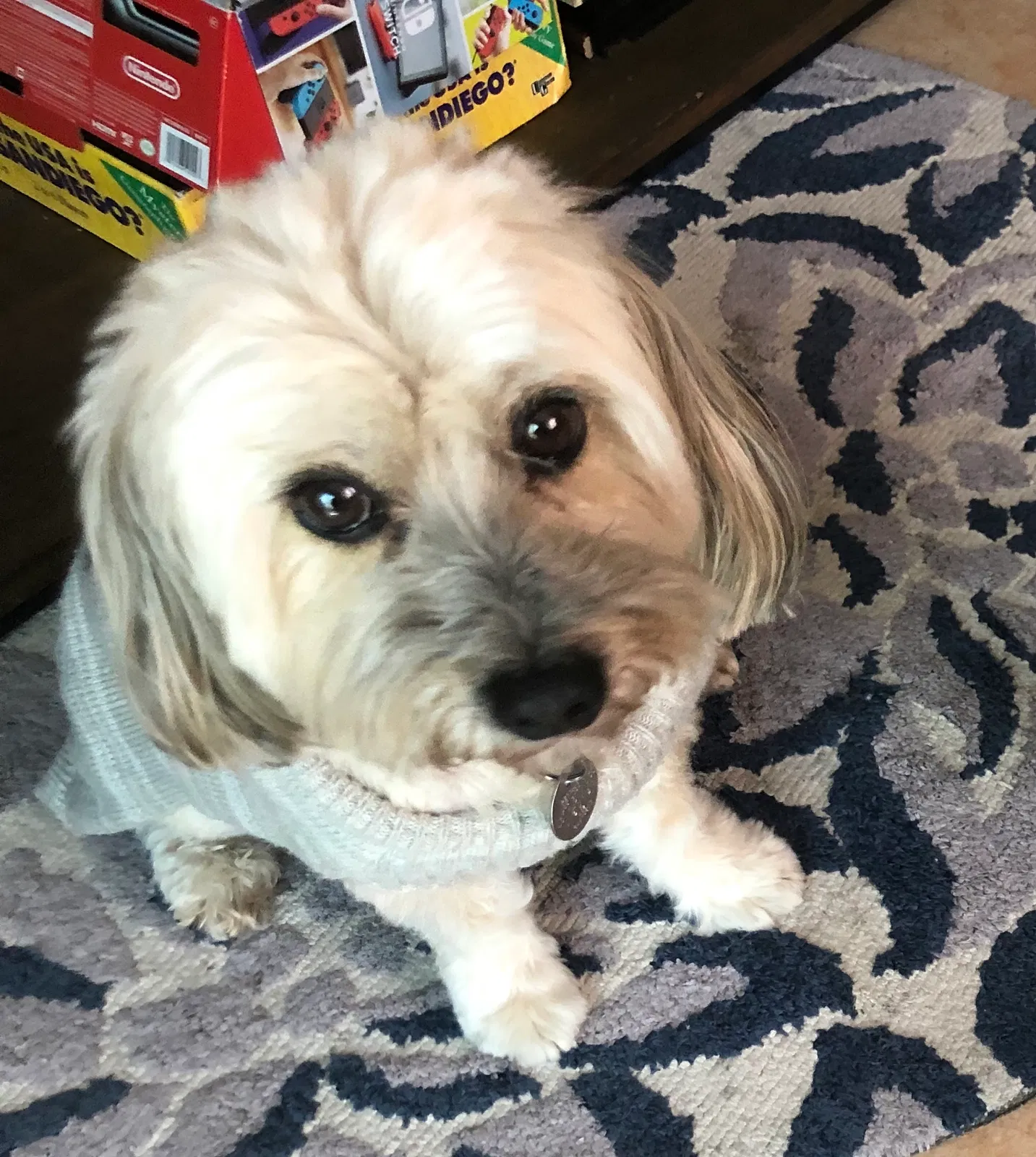 Lost dog in Covina, CA, 91724