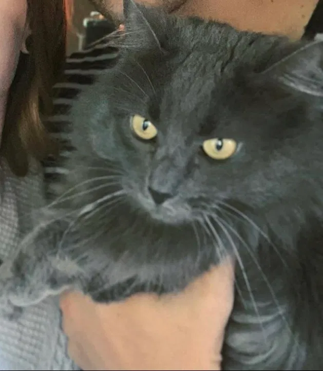 Lost cat in Lincoln, CA, 95648