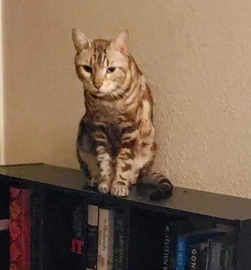 Lost cat in Mesa, AZ, 85209