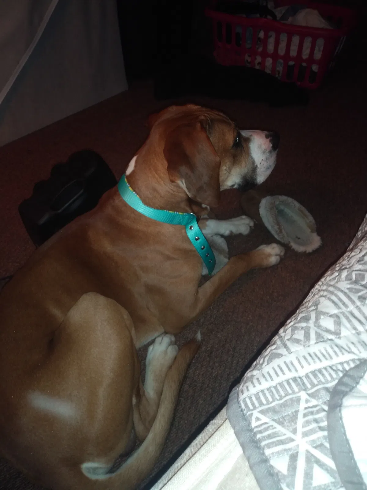 Lost dog in Martinsville, IN, 46151