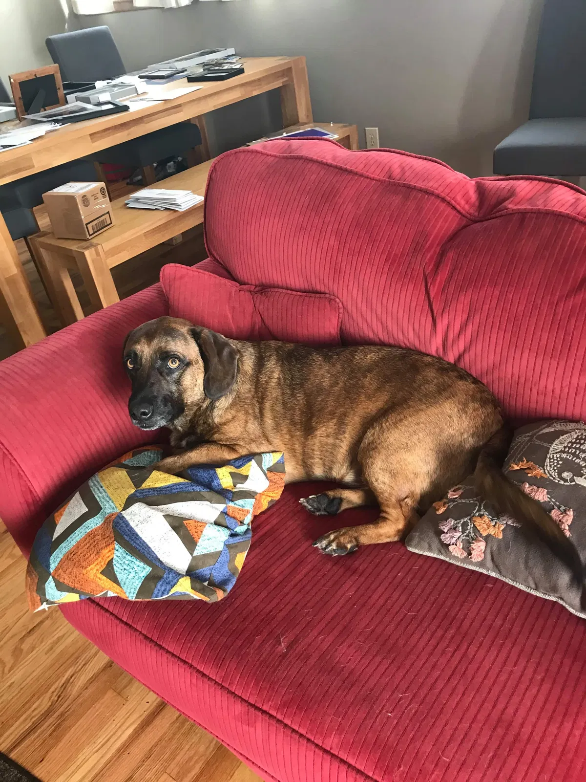 Lost dog in Columbus, OH, 43209