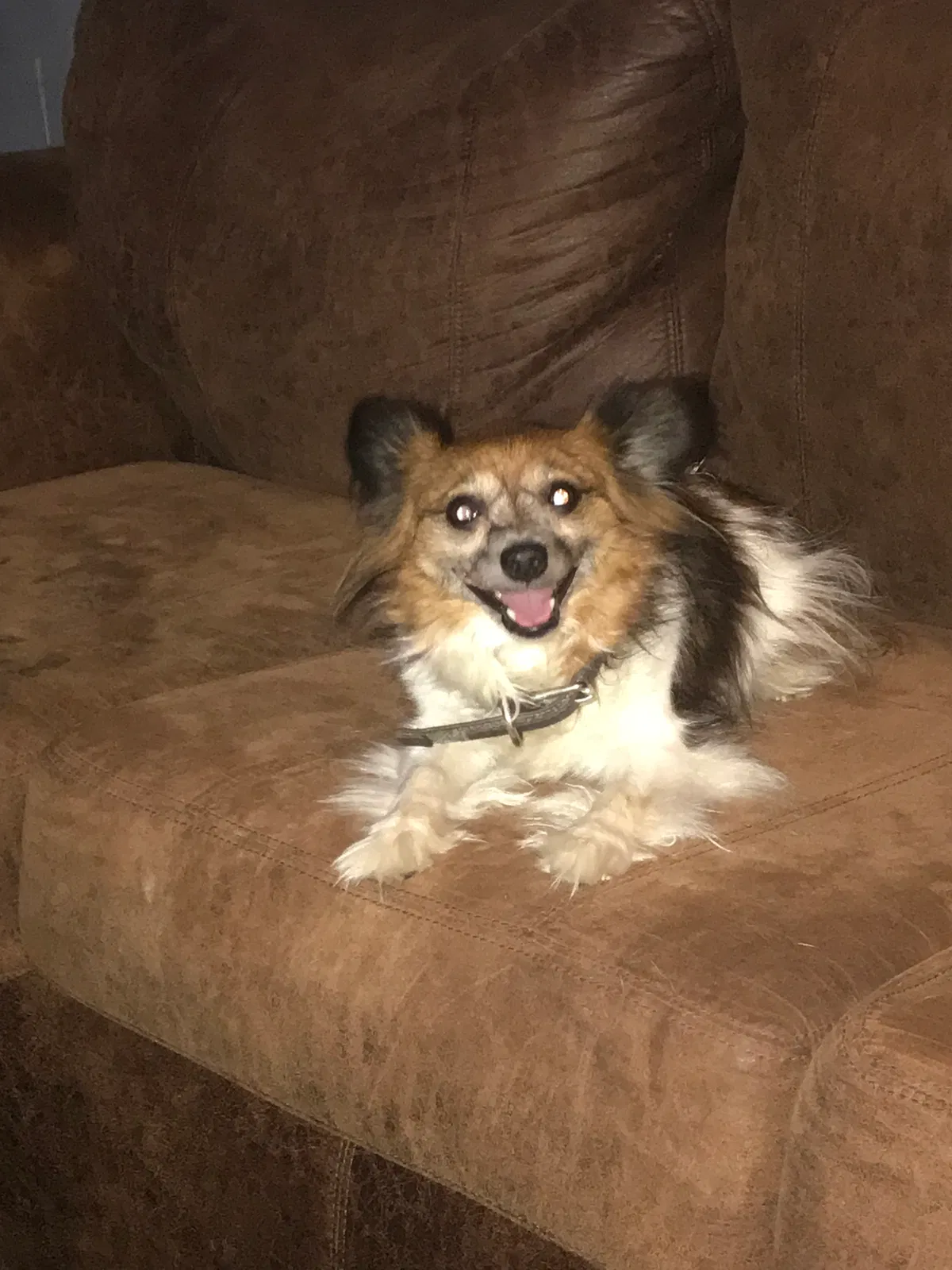 Lost dog in North Little Rock, AR, 72116