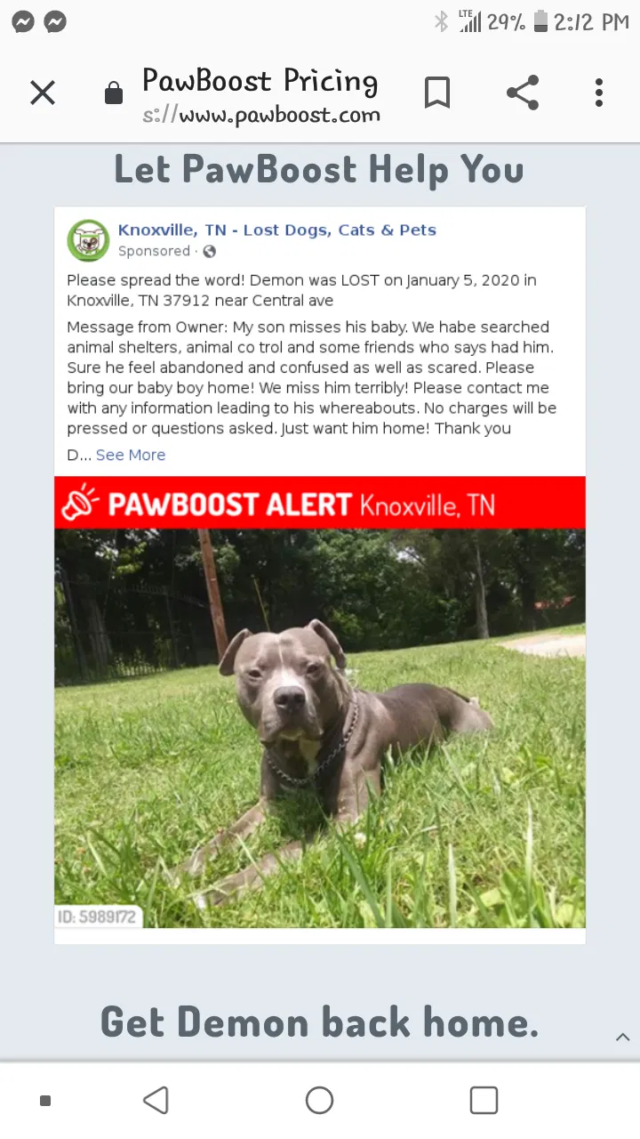 Lost dog in Knoxville, TN, 37912