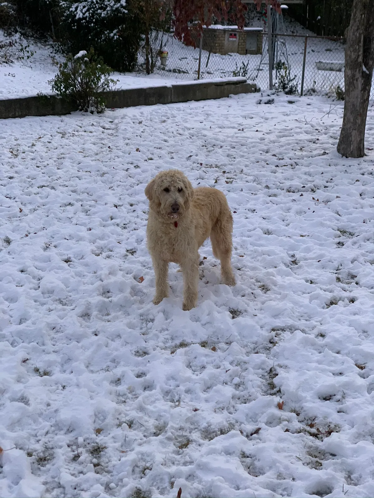Lost dog in Alton, IL, 62002
