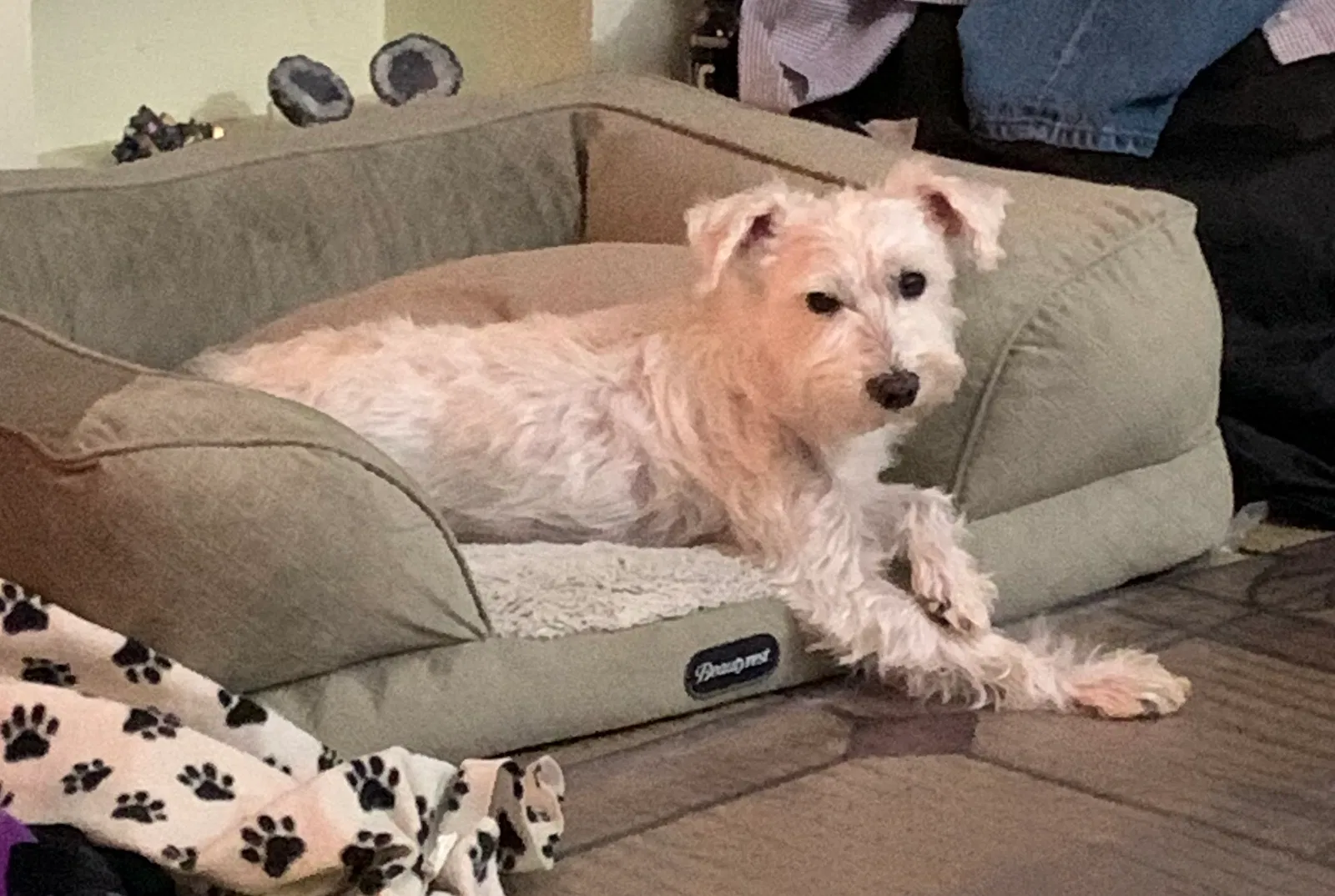 Lost dog in Peoria, IL, 61604