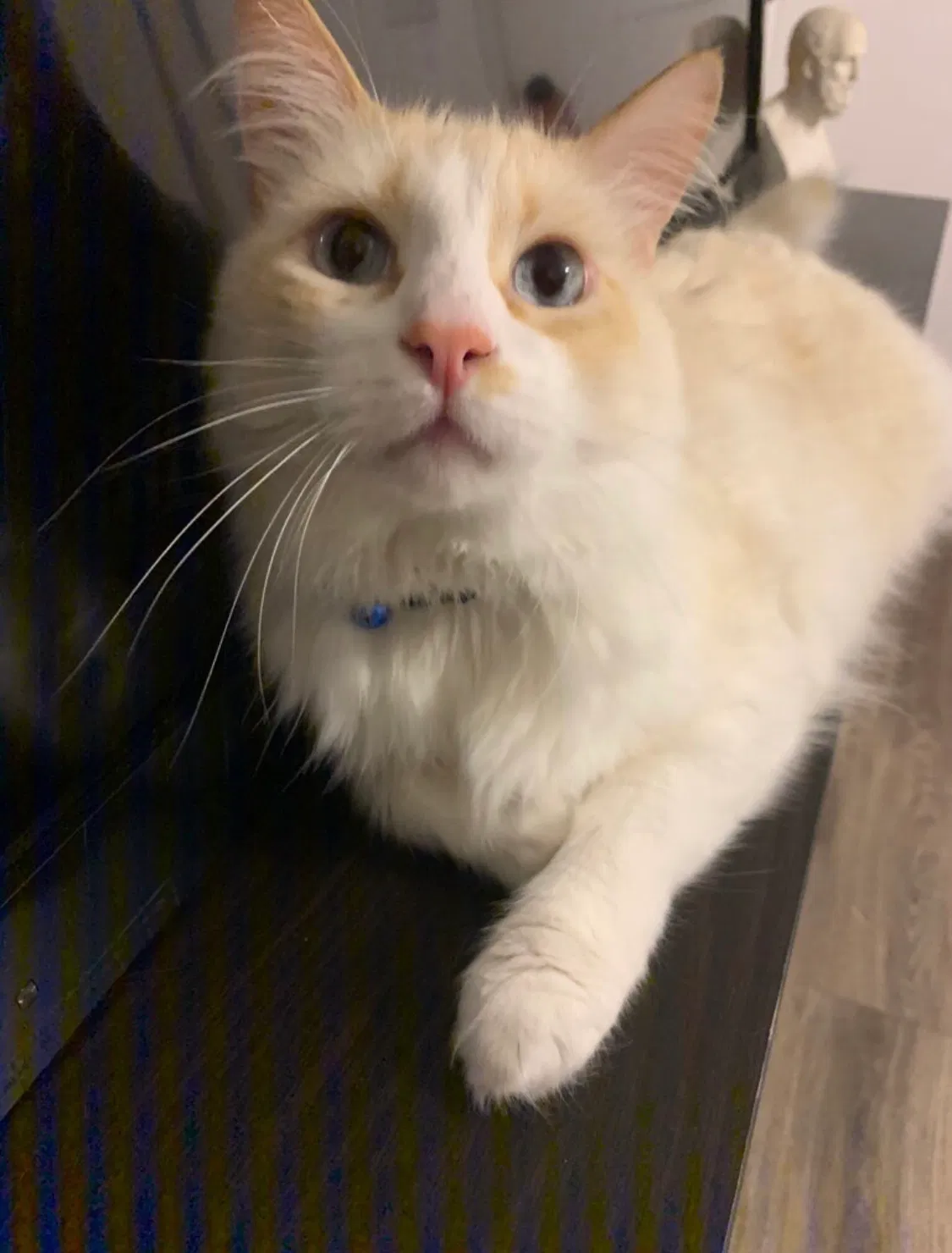 Lost cat in Oxnard, CA, 93035