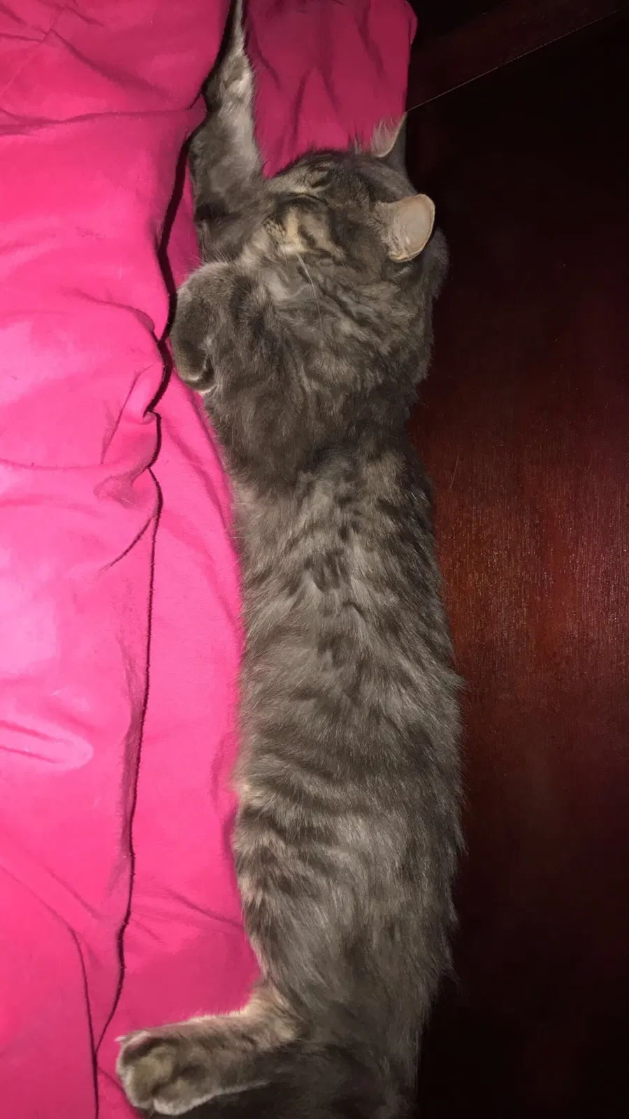 Lost cat in Machesney Park, IL, 61115