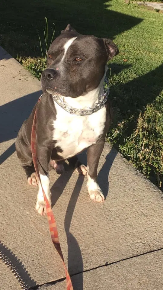 Lost dog in Salem, OH, 44460