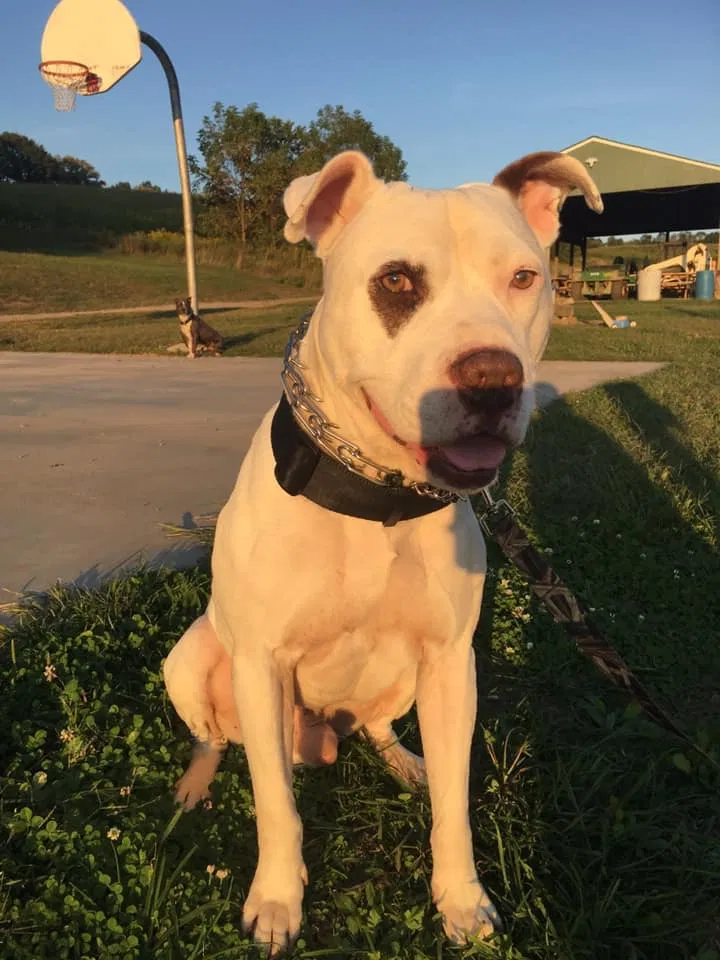 Lost dog in Salem, OH, 44460
