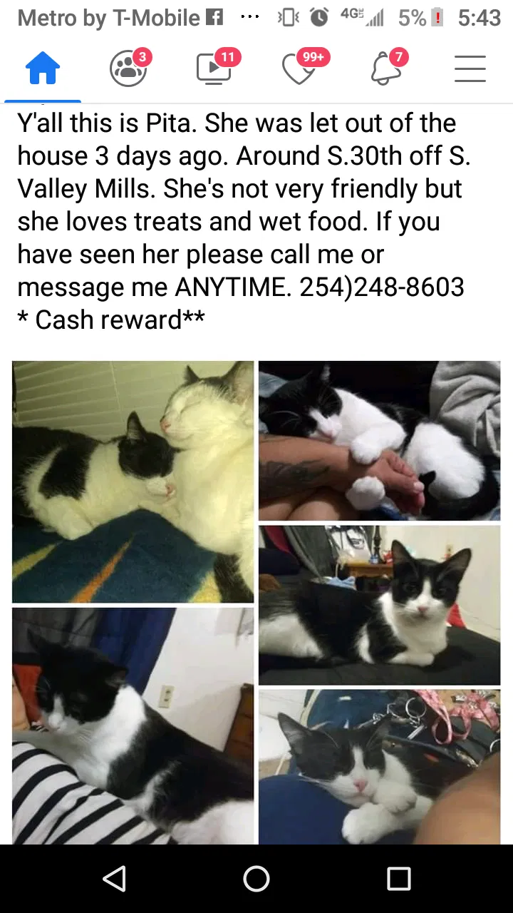 Lost cat in Waco, TX, 76711