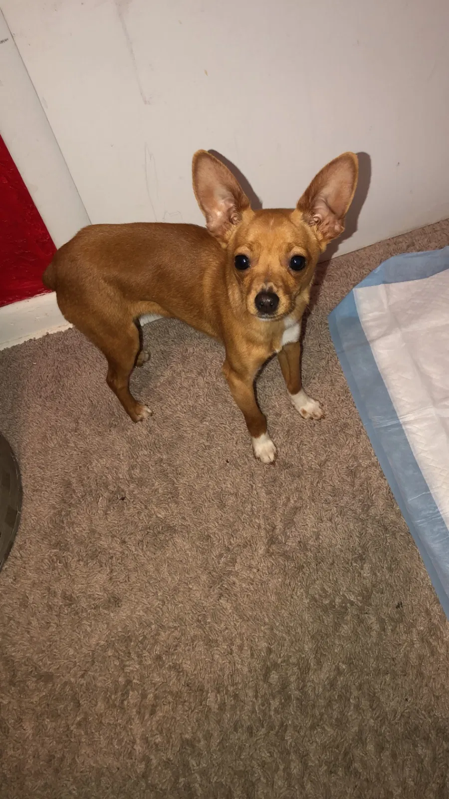 Lost dog in South Bend, IN, 46619