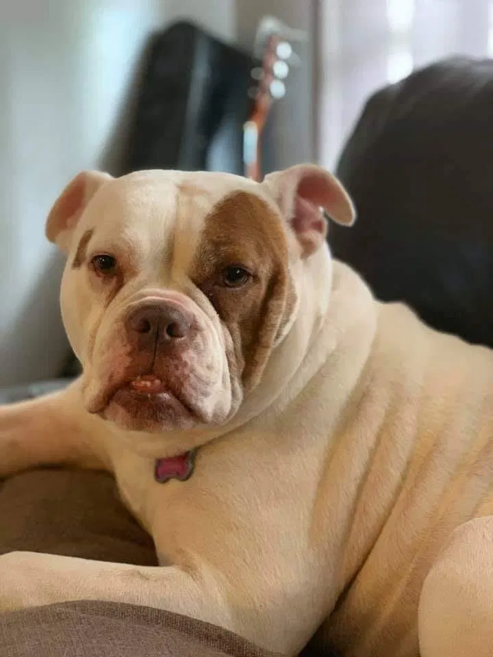 Lost dog in Sophia, NC, 27350