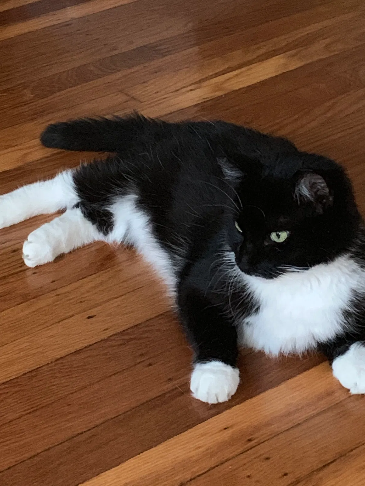 Lost cat in Sharon Hill, PA, 19079