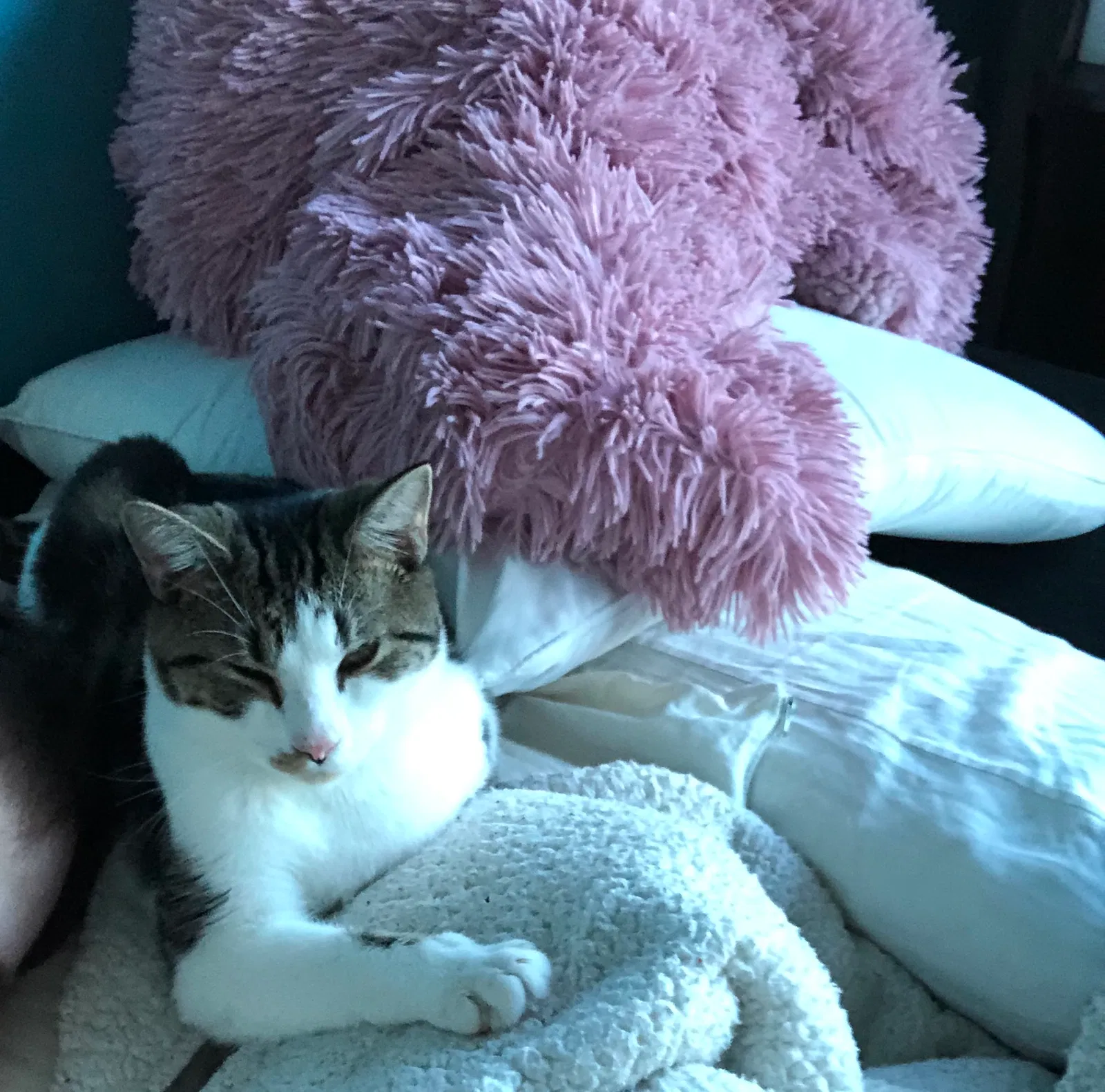Lost cat in Charlotte, NC, 28202
