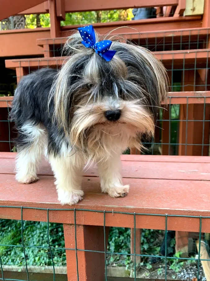 Lost dog in Hendersonville, NC, 28792