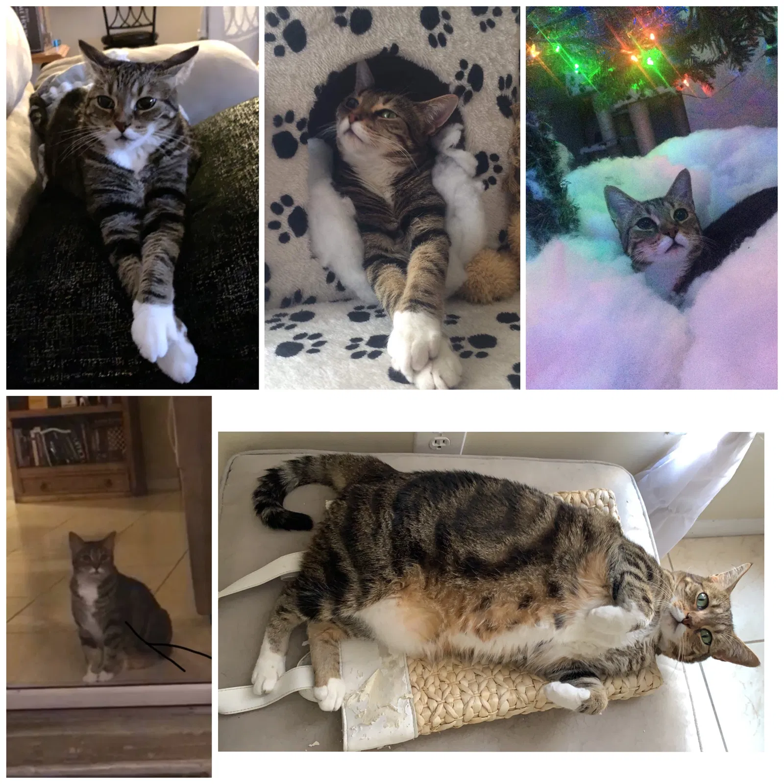 Lost cat in Miami, FL, 33193