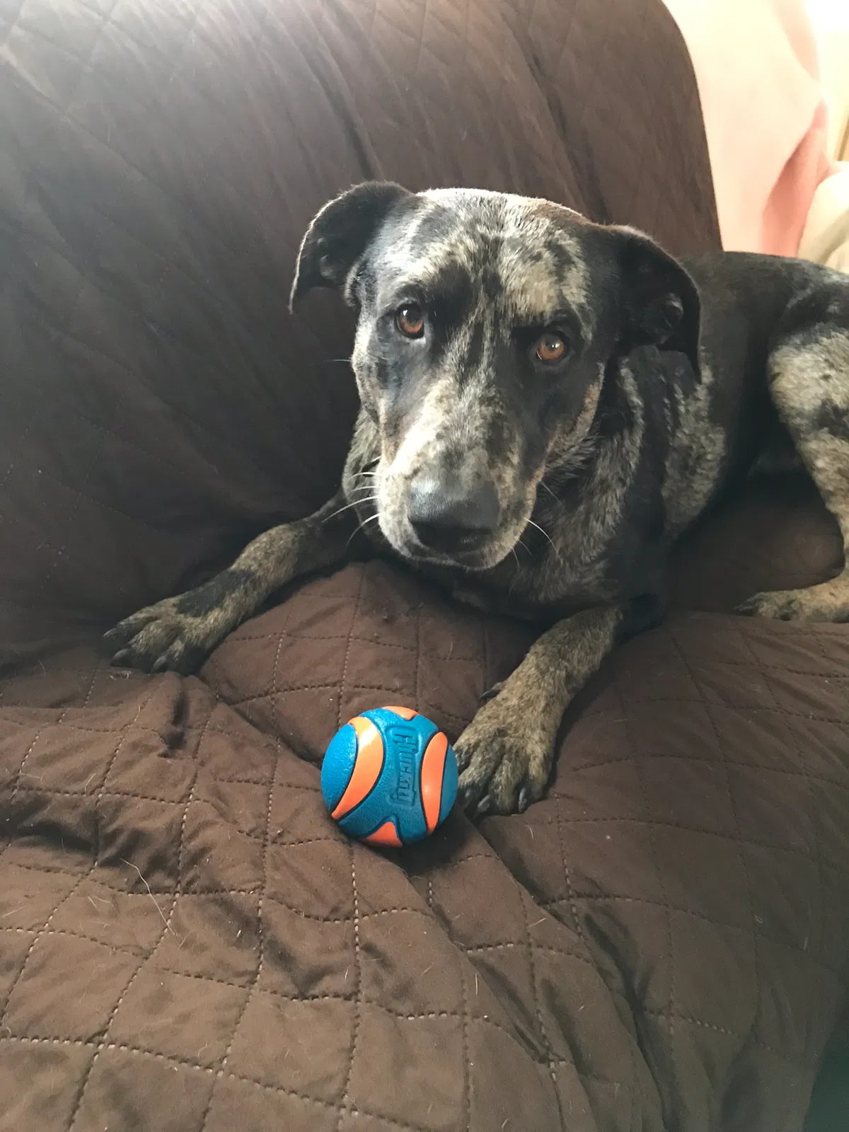 Lost dog in Somerset, TX, 78069