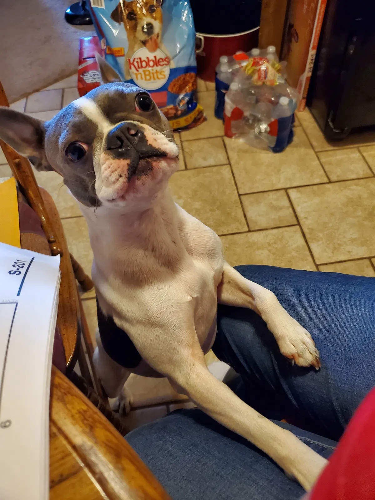 Lost dog in Lubbock, TX, 79423