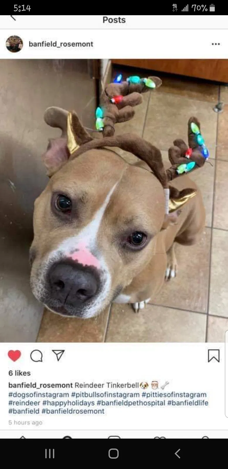 Lost dog in Newsoms, VA, 23874