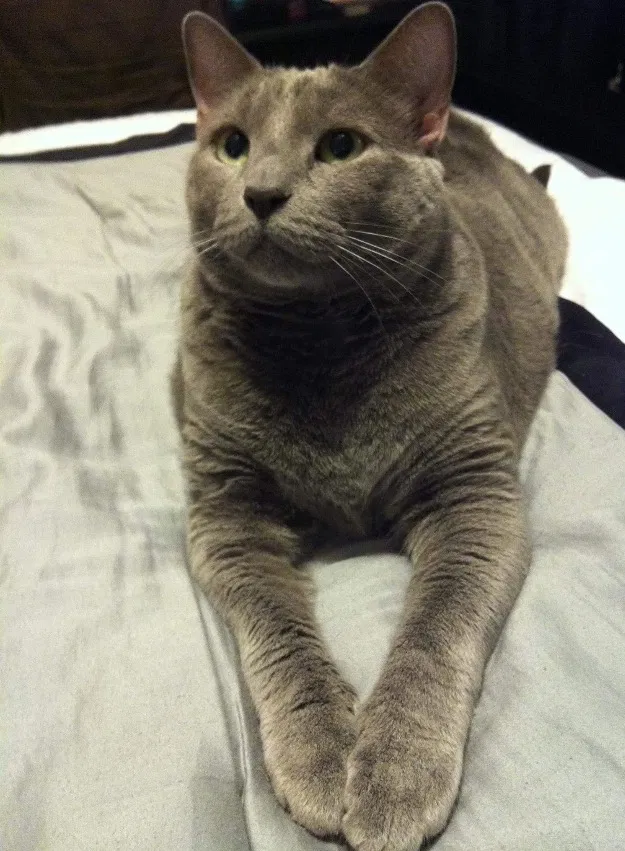 Lost cat in San Antonio, TX, 78242