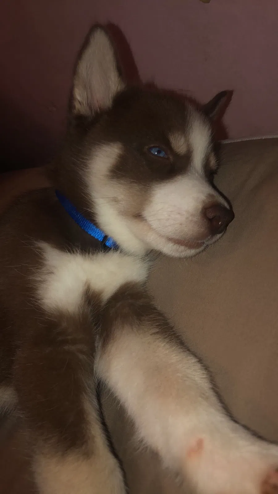 Lost dog in Birmingham, AL, 35210
