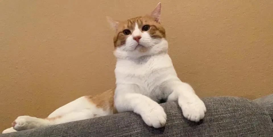 Lost cat in Cypress, TX, 77429