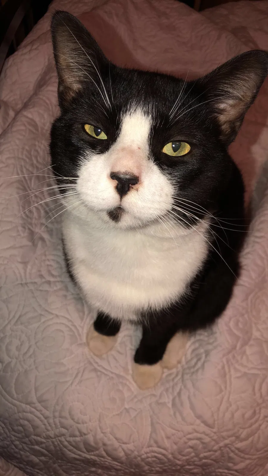 Lost cat in Central, SC, 29630