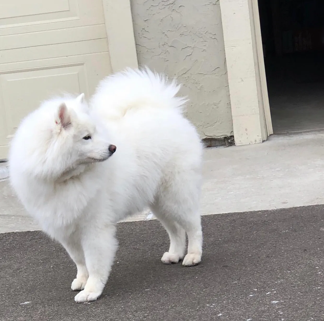 Lost dog in Hamel, MN, 55340
