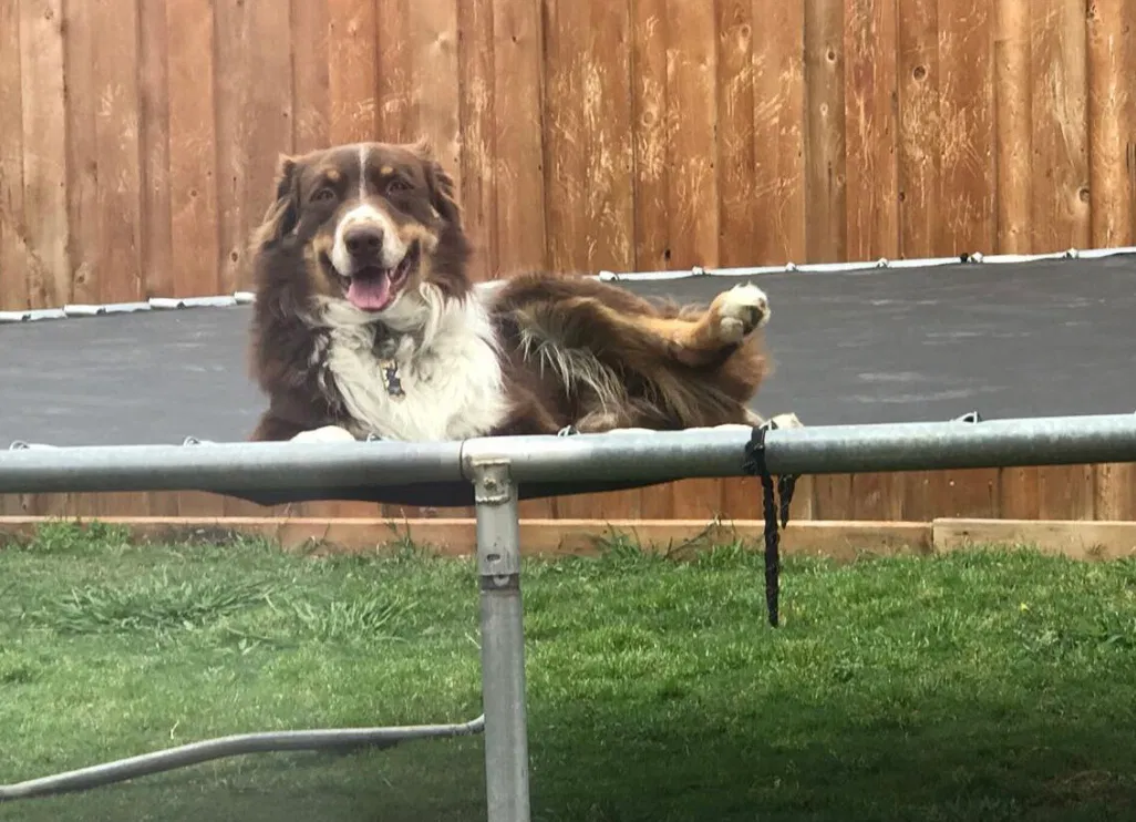 Lost dog in Mansfield, TX, 76063