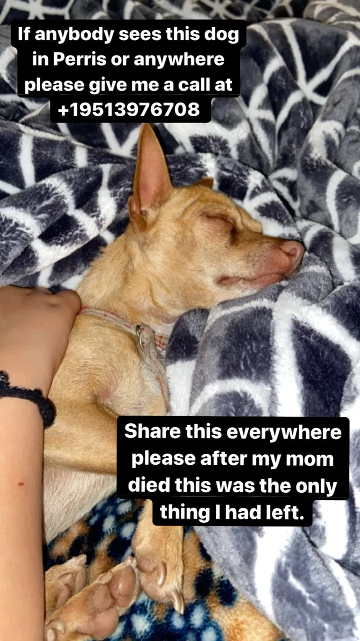 Lost dog in Perris, CA, 92570